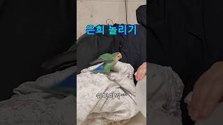 은희 놀리는게 제일 재밌는 우리식구 #모란앵무 #귀여운동물영상 #cute