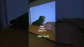 아기 뉴기니아 크롱이 재우기 feat.겨드랑이  #뉴기…