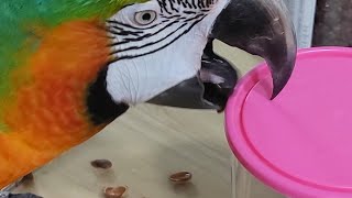 뚜껑을 열고 잣을 빼먹는 할리퀸마카우 마르코 #shorts