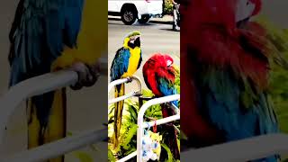 Gold Blue Red Green Macaw Hawaii 홍금강 앵무 청금강 앵무 하와이 와이키키