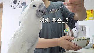 투명음식을 줬을 때 앵무새 반응 ㅋㅋㅋ