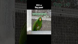 [지구] 뾱뾱무새 / 무한 뾱뾱 / 말하는 앵무새  / Parrot says pop / Talking eclectus parrot