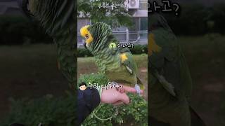 [수리] 대두라고 놀렸더니 앵무새 반응 / 말하는 앵무…