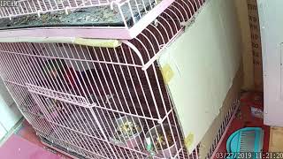 뉴기니아 와 마카우 뉴기니아 번식조 상애좋은 한쌍 - 천둥 eclectus parrot pair love