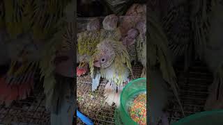 꼬물이 몸단장중 귀여워^^         #앵무새 #코…