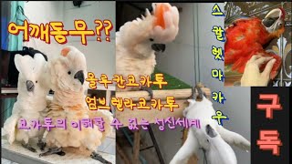 이해할 수 없는 코카투들의 정신세계 #몰루칸코카투 #엄브렐라코카투 #스칼렛마카우 #cockatoo.casper