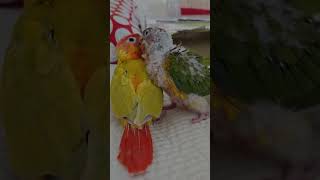   #birds #parrot #foryou #love…