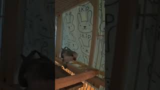 [퀘이커 앵무] 노숙앵무 | 넓은 곳 좁게 활용하기 #parrot #quakerparrot #노숙 #까꿍이