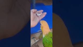 깨어나는 아가새를 처음 보는 카이큐 앵무새의 호기심!