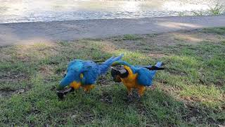 앵무새들 마약 잣