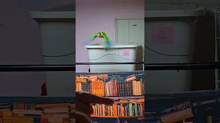 3개월령 카이큐 호출 놀이 두번째 단계. 쿠션 없이 착지하기