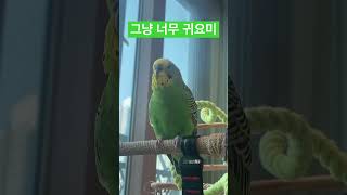 #말하는앵무새 #말하는사랑앵무 #talkingparot #budgerigarbaby #parrot #지나치게 #귀여운 #귀요미 #김열무 #birds