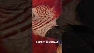 #앵무새 #노래하는앵무새 #홍금강 #청금강앵무새 #잡식앵무새#앵무새 먹이#앵무새간식