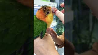 아기앵무새 #노랑머리카이큐 Baby Parrot
