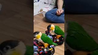 오토바이 타는 앵무새 #땡무와첼로 #검은머리카이큐