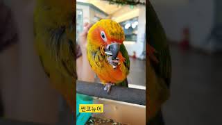 썬코뉴어 만났어요 #앵무새