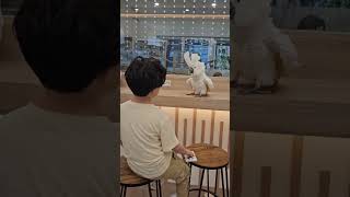 Cockatoo - APT. #코카투 #코카투아파트 #…