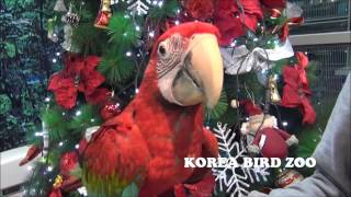 홍금강 Greenwinged Macaw