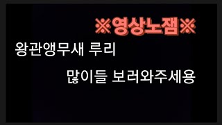 머리 긁어주면 좋아하는 왕관앵무새 루리
