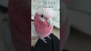 뚜뚜야 너 눈을 왜 그렇게 떠? #갈라코카투 #parrot #앵무새