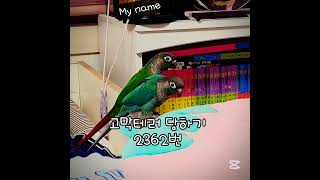 저 틱톡하는 데 누군지 맞쳐볼 사람? #사랑앵무 #코뉴어 #내가한것 #앵무새4마리 #앵무새 4마리 키우면서 내가 한 것