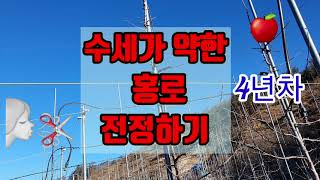 수세가 약한 홍로 사과 전정