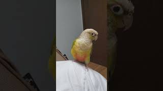 코뉴어 앵무새 뚱이와 까미 #앵무새 #코뉴어 #코뉴어앵…