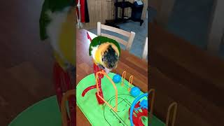 노랑머리 카이큐