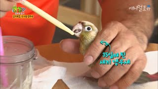 앵무새 키우시는 분들이 보면 놀랄 수 밖에 없는 역대급 환경, KBS 200909 방송