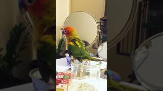 미니와 지현_ 춤추는 썬코뉴어 앵무새 길상이