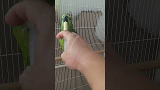 귀농귀촌 아마존앵무새 이유식먹기