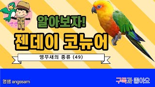 젠데이 코뉴어