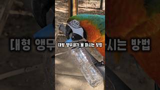 이 대형앵무새는 물을 어떻게 마실까요?  #윙스패밀리 #할리퀸마카우마르코 #물마시는방법