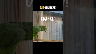 앵무새가 엄마 흉내를 낸다면?
