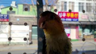 카이큐앵무새 소음