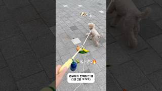 1타 2피 산책법 알려드림ㅋㅋ #강아지 #애견영상 #반려견 #귀여운 #반려동물 #동물키우기 #강아지브이로그 #강아지일상 #앵무새키우기#펫#반려조#카이큐#노란머리카이큐