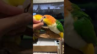 凱克鸚鵡｜吃播