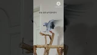 앵무새ㅡ순돌아 오늘 삼춘 늦게 들어온다