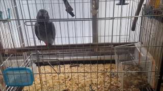 말하는 앵무새 회색 앵무의 언어능력1 (Linguistic performance African Gray Parrot 1)