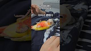 같은 앵무새 다른 성격     #코뉴어 #앵무새 #앵집…