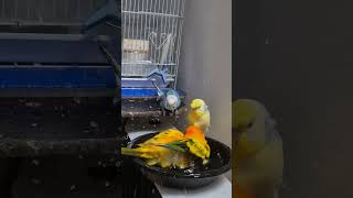 #birds #parrot #썬코뉴어