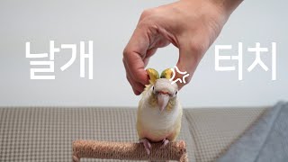 [앵무새훈련] 7회-날개 만지기 / parrot tra…