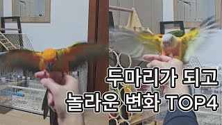 앵무새를 두 마리 키우면 이렇게 달라진다?! 놀라운 변화 TOP 4