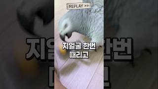 혼자 노는데 이골난 애  회색앵무 잠바