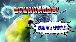 앵무새바이러스질환! 속설들을 파헤쳐보자!(with 앵무…