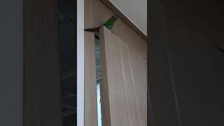 자기 이름 말하는 코니