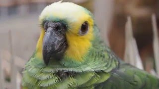 내게 찾아온 앵무새 (청머리앵무) (Blue front…