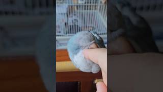 [퀘이커 앵무] 따스한 사랑 #parrot #quakerparrot #lovely #까꿍이