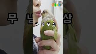 [강둥] 뽀뽀당하는 앵무새 #shorts #conure #parrot #코뉴어 #앵무새