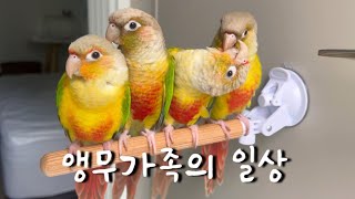 날아다니는 똥싸개 키우기 | 앵무새 브이로그 | 코뉴어 앵무새 | 말하는 앵무새